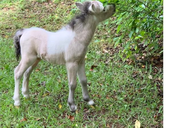 Blaze and Milly miniature horses